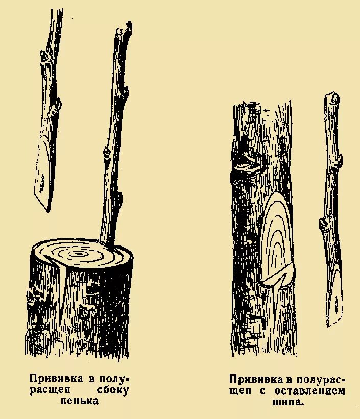 Как привить на пенек. Прививка яблони на пенек. прививка в расщеп плодовых деревьев. прививка груши в расщеп весной. прививка яблони весной в расщеп.