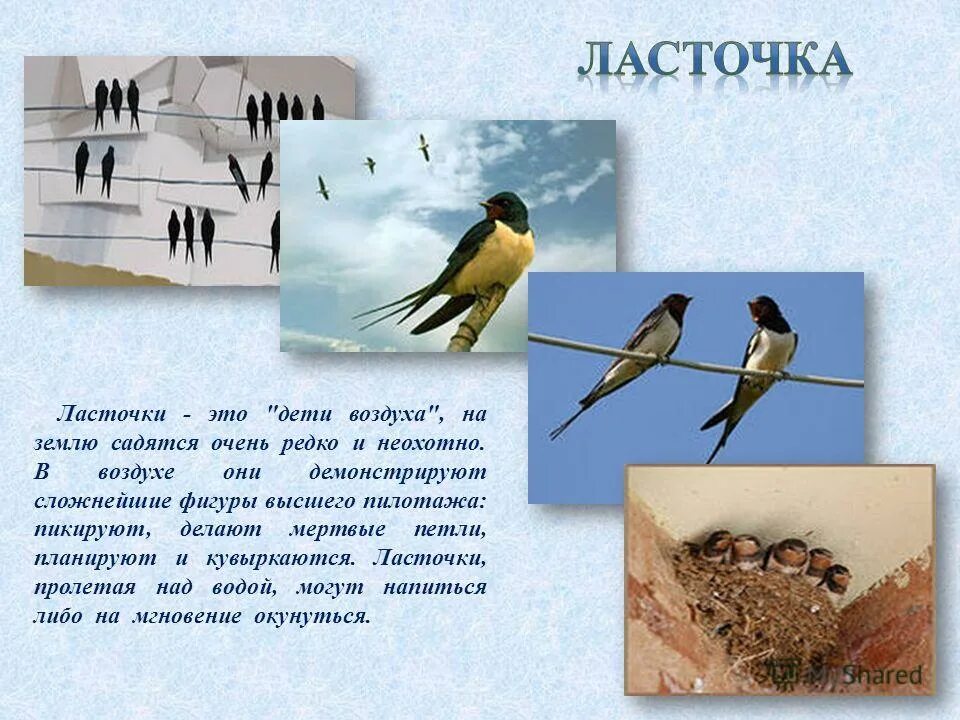 Ласточка садится на землю. Знатоки птиц приуроченный к Международному Дню птиц. Ластки.