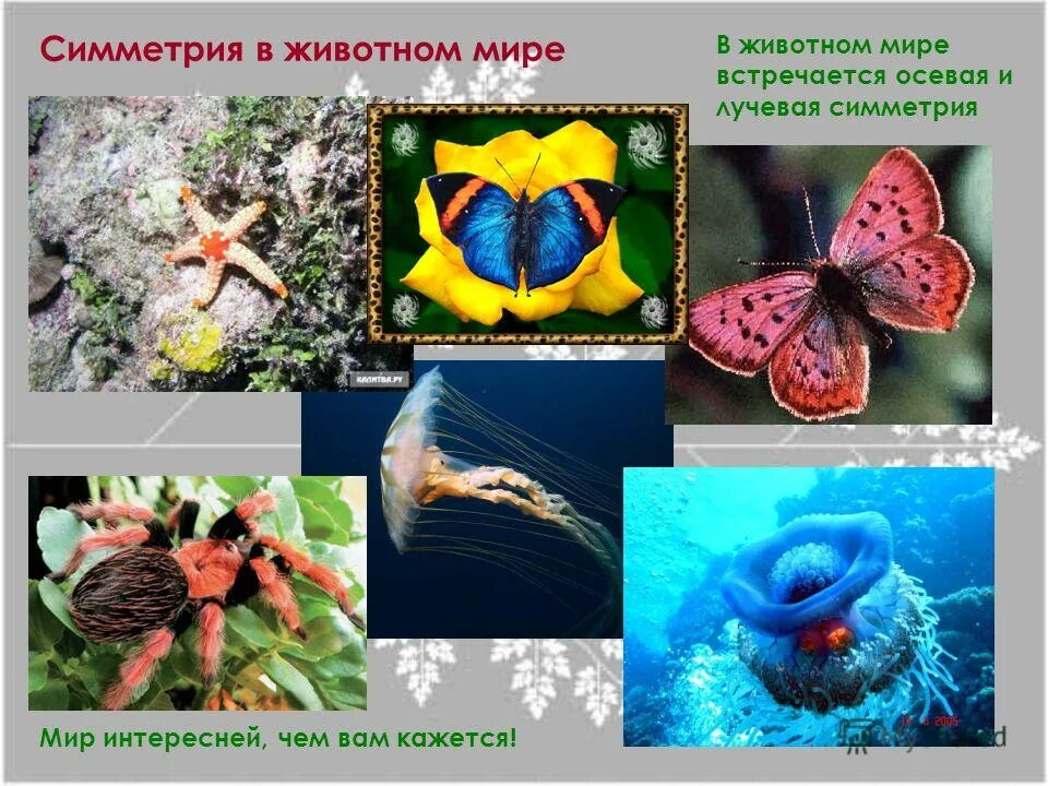 Лучевая симметрия кишечнополостных. Лучевая симметрия встречается у. Лучевая симметрия встречается у. Лучевая симметрия встречается у. Лучевая симметрия.