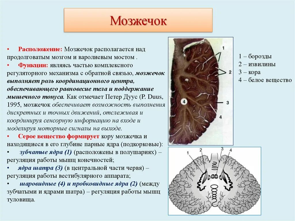 Мозжечок строение и функции анатомия. Мозжечок структуры отделов функции. Мозжечок головного мозга строение и функции таблица. Мозжечок мозг строение и функции.