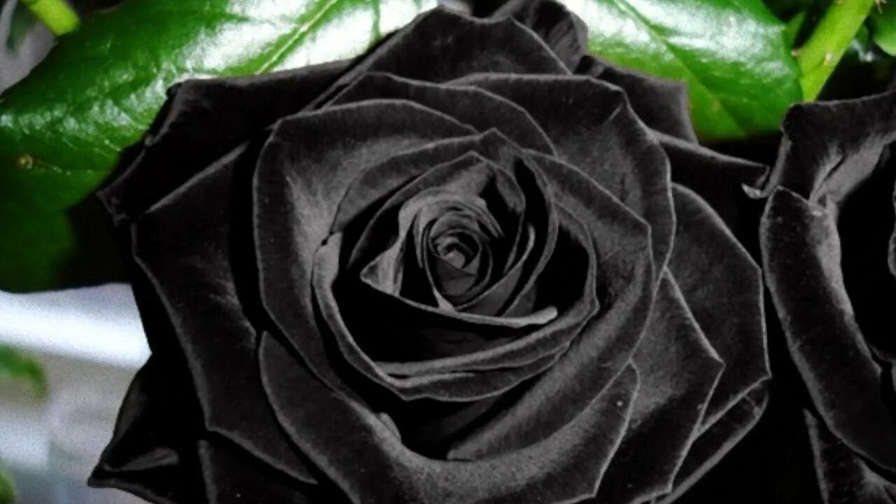 Черные розы Халфети.
