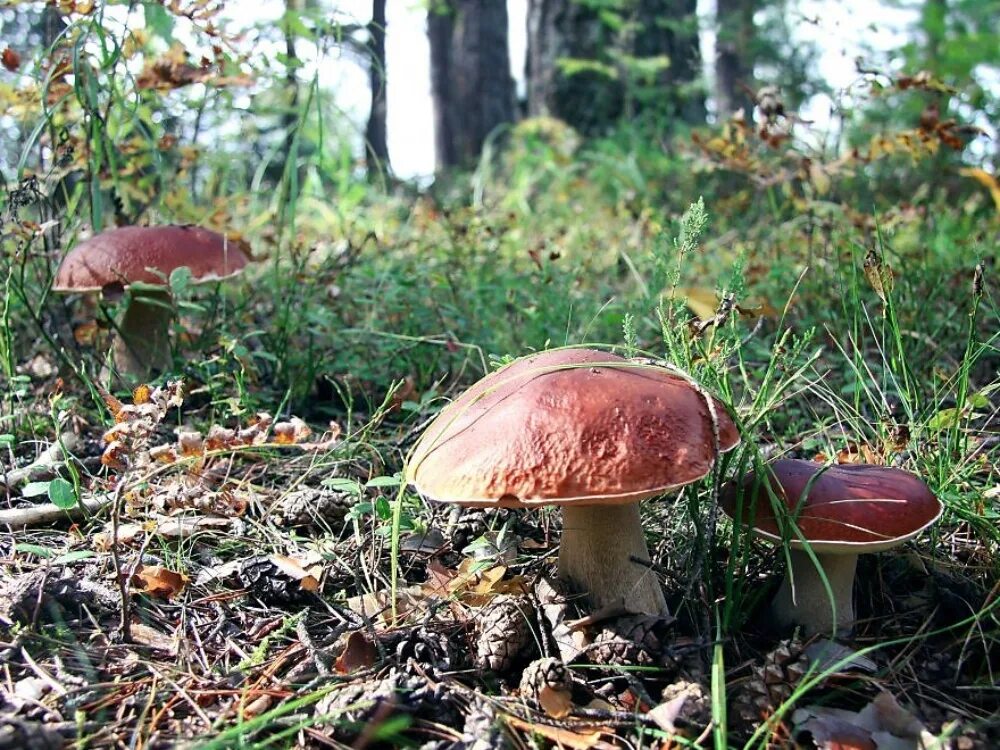 Белый гриб. Грибы петушки и курочки. Белый гриб. Грибная карта калининграда. Грибная поляна в лесу.