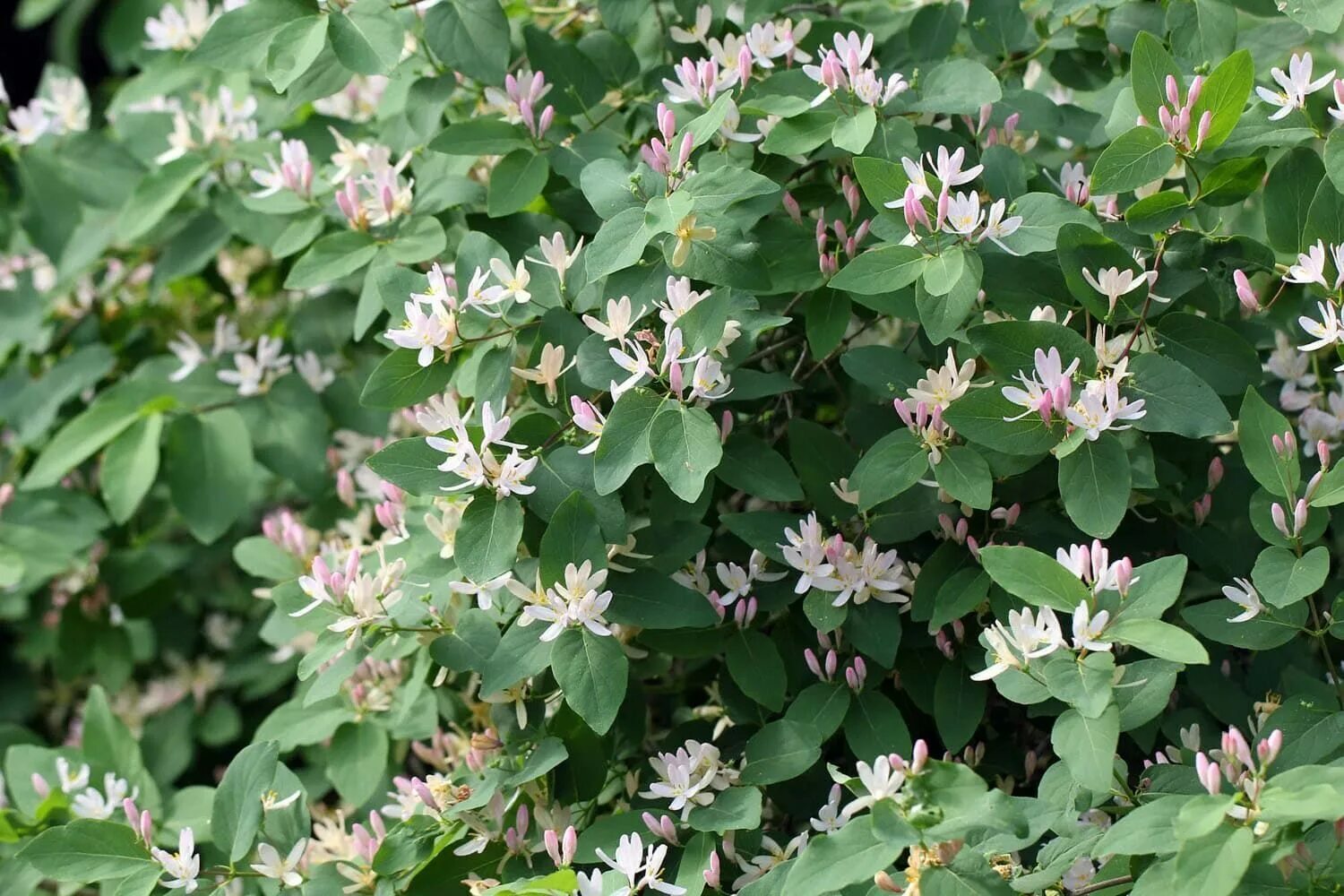 Жимолость это кустарник. Lonicera tatarica жимолость Татарская. Жимолость Татарская каприфоль. Жимолость каприфоль куст. Жимолость Татарская каприфоль ягоды.