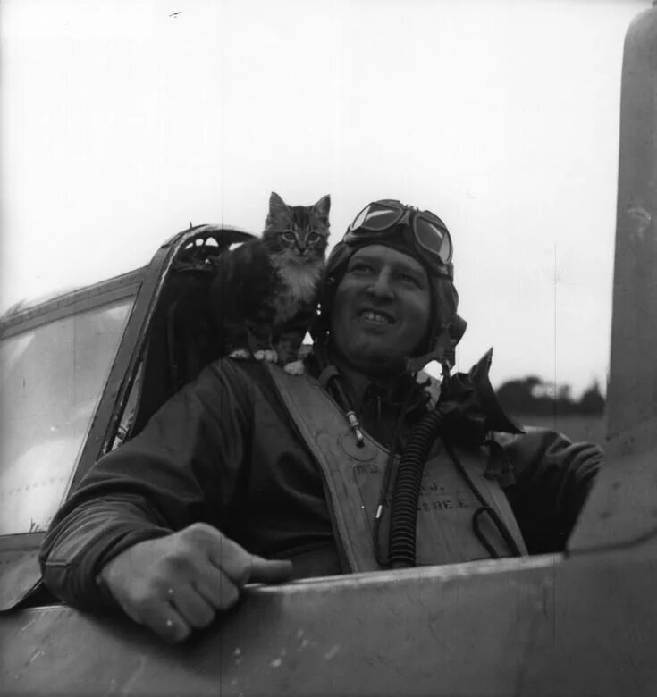 56 Soldiers And Cats Who Became Best Friends Overseas Men with cats, Dog cat, Ca