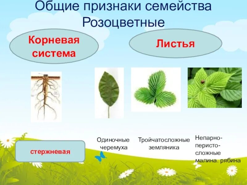 Корневая система семейства розоцветных. Семейство Розоцветные Тип корневой системы. Признаки семейства Розоцветные. Розоцветные растения Тип корневой системы.