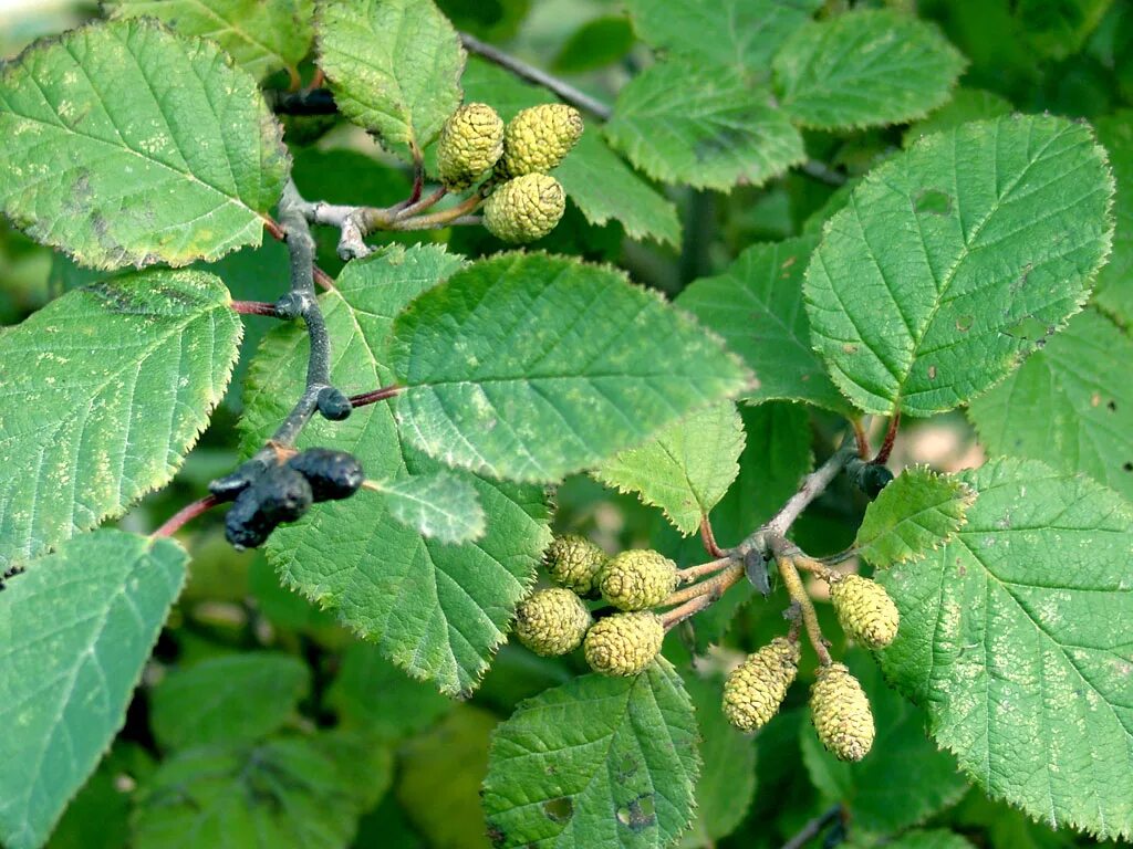 Ольха кустарниковая. Ольха дерево. Ольха серая Alnus incana. Ольха черная (Alnus glutinosa).