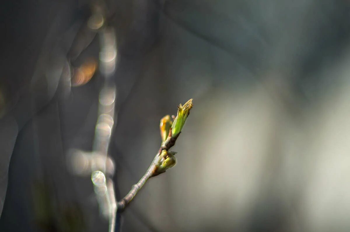 ветка дерева. веточка слушать. веточка. веточка слушать. ветка минимализм.