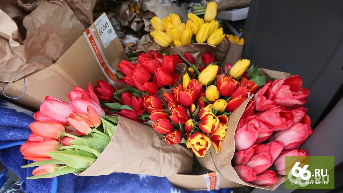 Тюльпаны в вазе с луковицей. Букет из 51 тюльпана. Луковицы тюльпанов прорастить. Выгонка тюльпанов 2022. Тюльпан либридже выгонка.