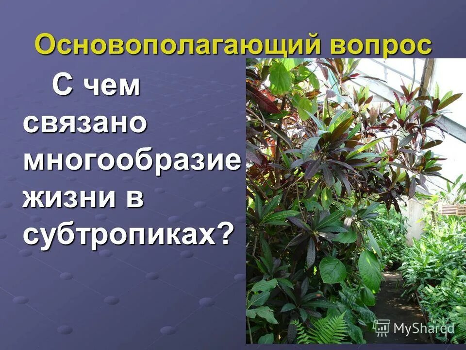 С чем связано разнообразие. Гипотеза влияние почв на растения. Внешнее строение конечностей птиц. Вопросы по происхождению жизни на земле. Природа урала презентация.