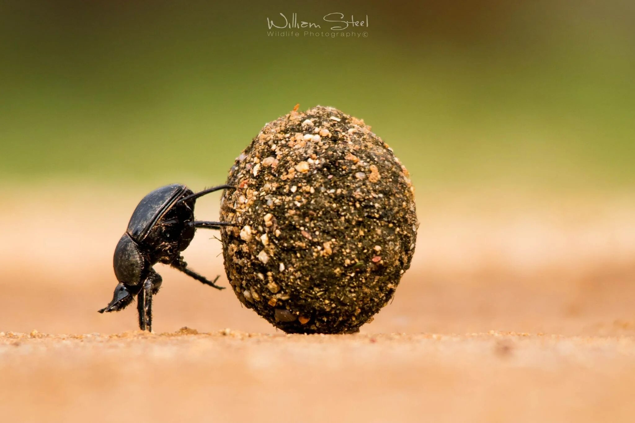 Скульптура жук скарабей пермь. Черный жук чернотелка. Катит шар перед собой. Катит шар перед собой. Человек и огромный камень.