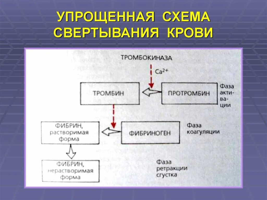 Упрощённая схема свёртывания крови. Упрощенная схема свертывания крови. Схема образования свертывания крови. Свертывание крови схема гематология.