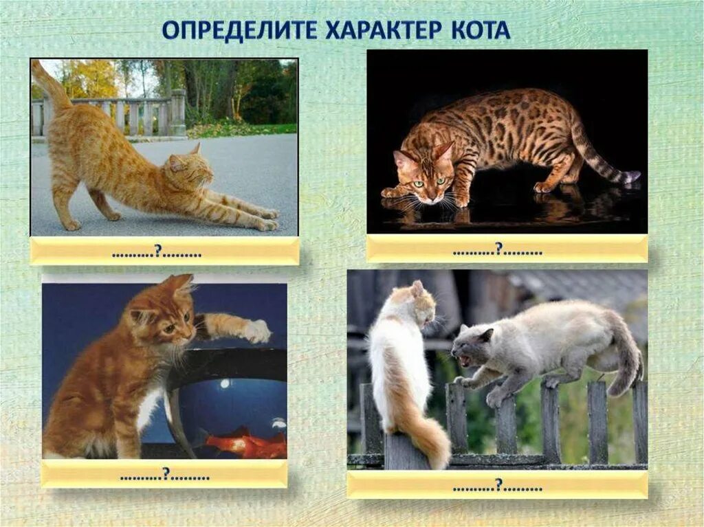 Характер животных как людей. Изображение характера животных. характер изображаемых животных. выражение характера изображения животных. выражение характера у животных.
