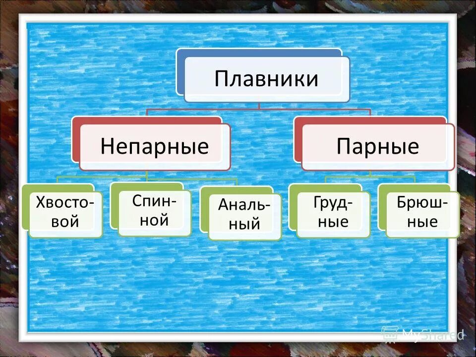 внешнее строение рыбы особенности строения. расположение парных и непарных плавников у рыб. парные плавники у рыб и их функции. какие плавники парные. парные и непарные плавники у рыб.
