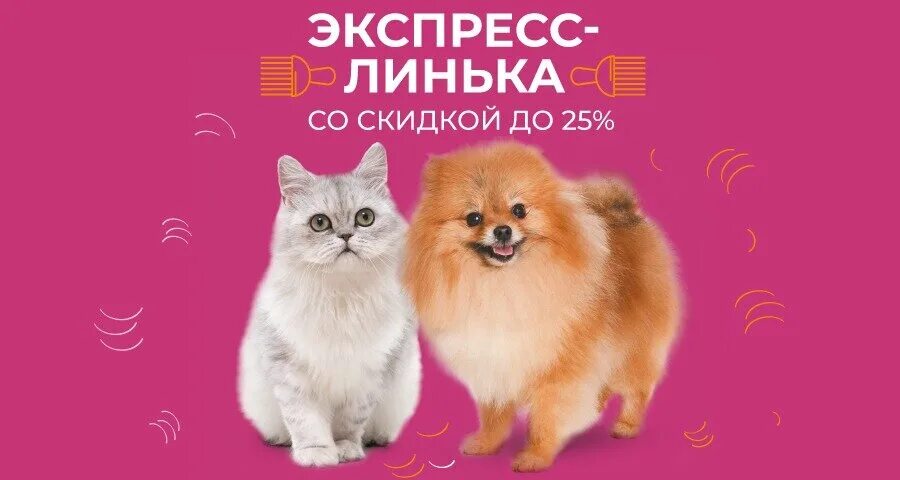 4 лапы баннер. собака с тапочком. 4 лапы груминг. 4лапы. 4 лапы груминг.