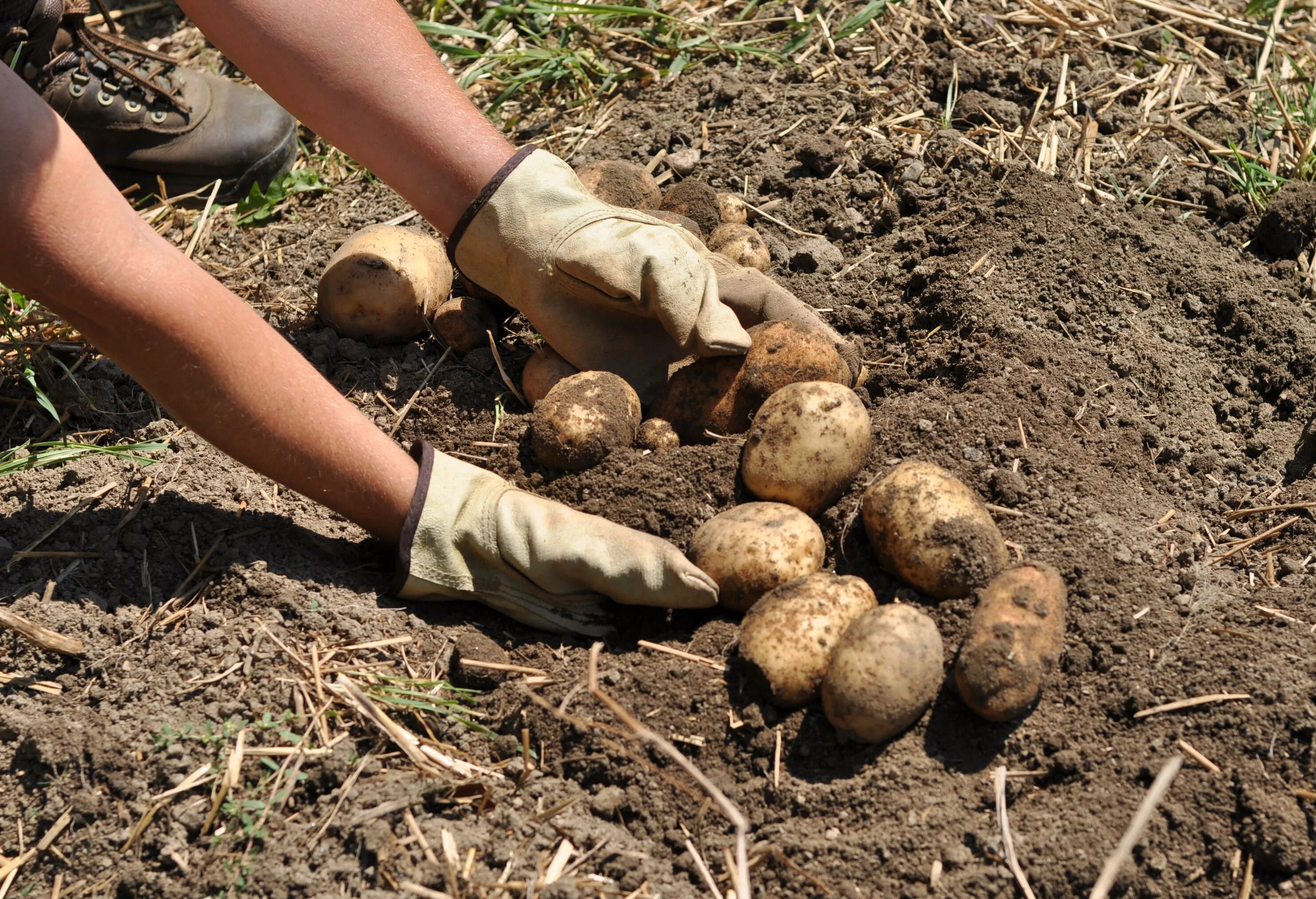 Первый урожай картофеля. Уборка урожая картофеля. Копать картошку. Копка картофеля. Выкапывание картофеля.