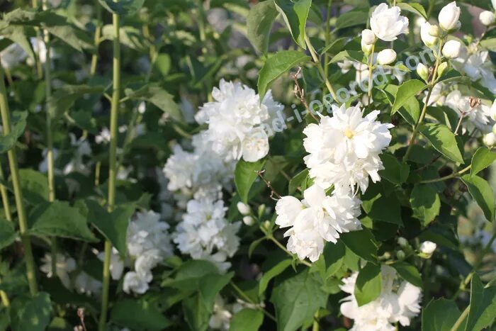 Чубушник венечный 'schneesturm'. Чубушник schneesturm. Чубушник шнеештурм. Чубушник шнеештурм. Чубушник “шнееструм”.