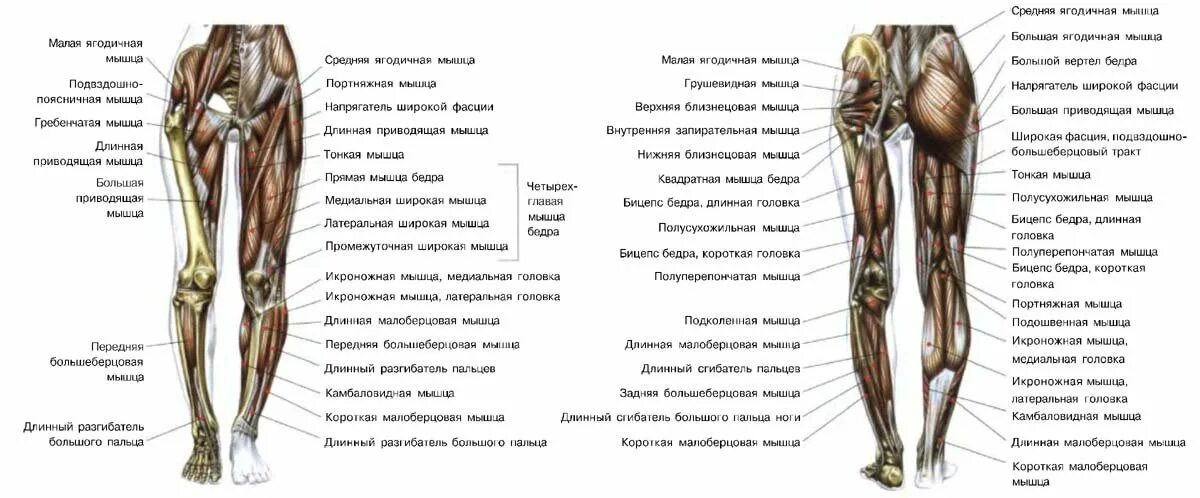 Области нижней конечности. Схема мышц нижних конечностей человека. Анатомия бедра человека мышцы и связки. Основные мышцы нижней конечности анатомия. Мышцы нижних конечностей схема с названиями.