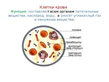 Питательные вещества доставляются