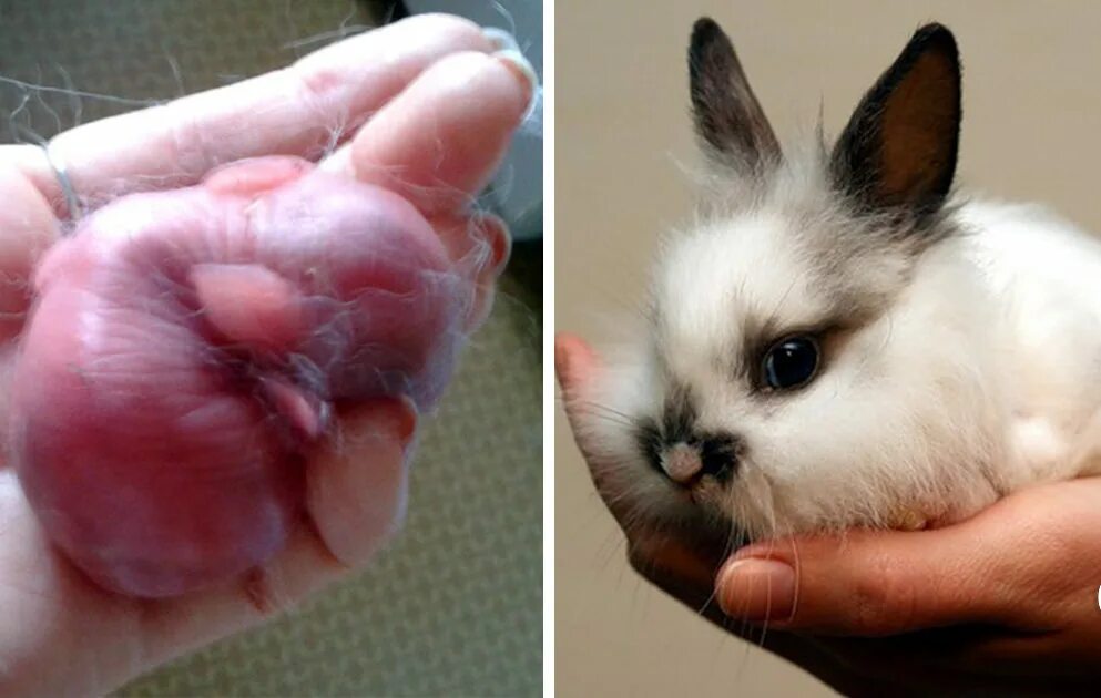 Сколько лап у кролика. Карликовый кролик Размеры. Декоративный кролик Размеры. Декоративный кролик большой. Карликовый кролик вырос.