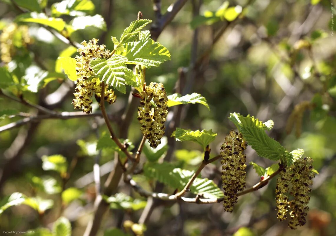 ольха ветроопыляемое растение. соцветие ольхи. пыльца ольхи фото. ольха цветение. верба чернотал.