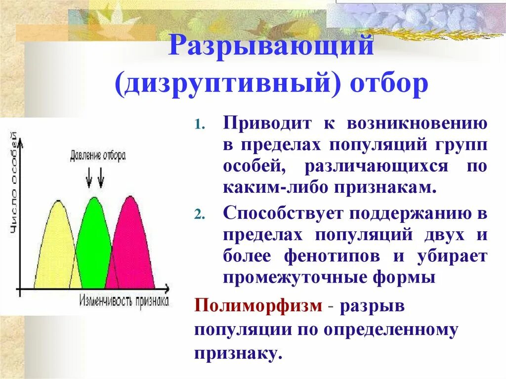 Дизруптивный естественный отбор график. Дизруптивный естественный отбор характеристика. Формы естественного отбора дизруптивный. Дизруптивная форма естественного отбора условия. Движущая форма естественного отбора результат