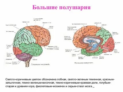 Соединяет правое и левое полушарие какая структура