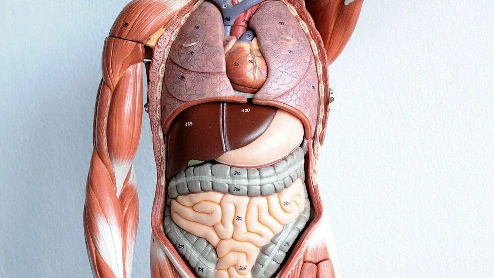 Вид внутренних органов. Органы человека. Внутренние органы. Анатомия внутренних органов.
