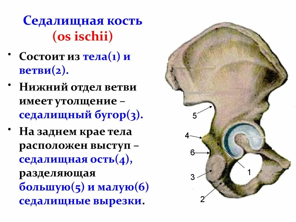 Таз анатомия седалищная кость. Подвздошная кость вертлужная впадина. Тазовая кость анатомия строение. Седалищная кость анатомия бугор седалищной. Подвздошная кость седалищная