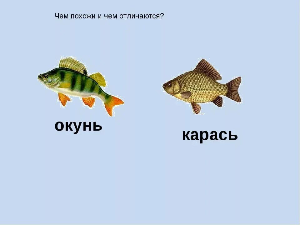 Какие отношения между щукой и окунем. Окунь щука Карп карась сом лещ Ерш. Окунь и карась. Окунь и карась рыбы. Окунь и карась отличие.