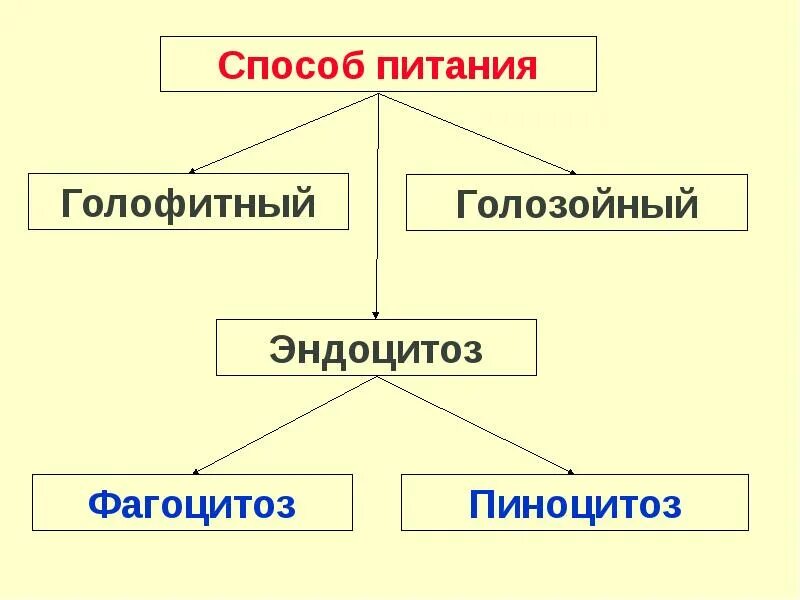 2 осмотрофный способ питания. Голозойный способ питания. голозойный и голофитный тип питания. голофитный способ питания. осмотрофный тип питания.
