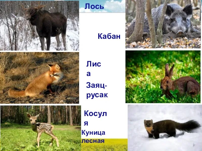 Кабан косуля Лось. Кабан Лось заяц. Лось и медведь. Лось лиса медведь.