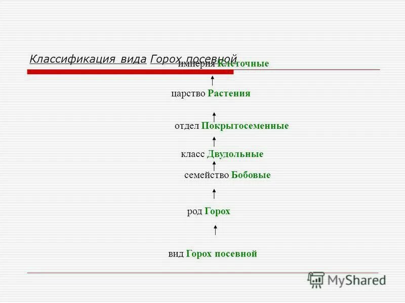 биологическая систематика гороха. горох посевной строение. горох посевной подцарство. систематика гороха посевного. задачи систематики в биологии.