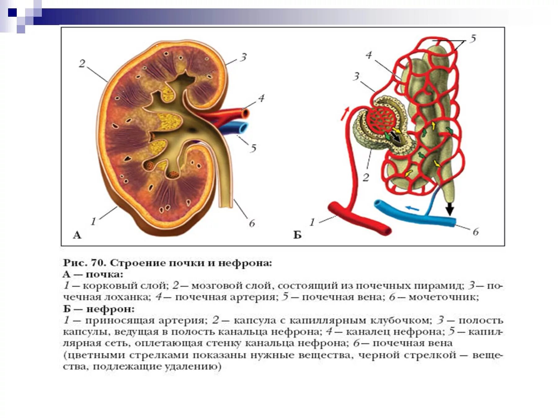 Значение почек биология 8 класс