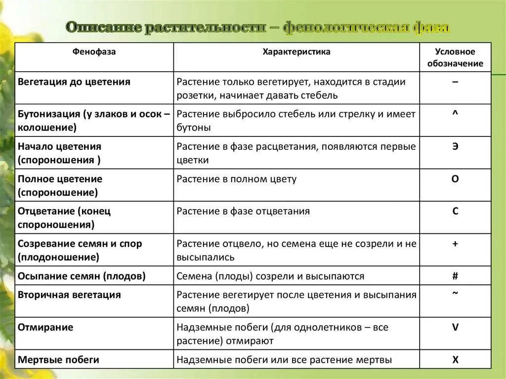 Какие методы использует фенология. Вегетативный период растений таблица. Вегетационный период растений таблица. Фенологические фазы древесных растений. Сроки вегетации у растений.