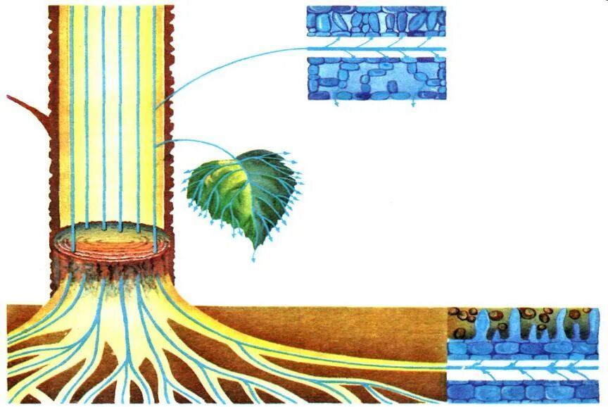 Механизм транспирации у растений. Механизм испарения воды у растений. Схема транспирации растений. Всасывание воды растениями.