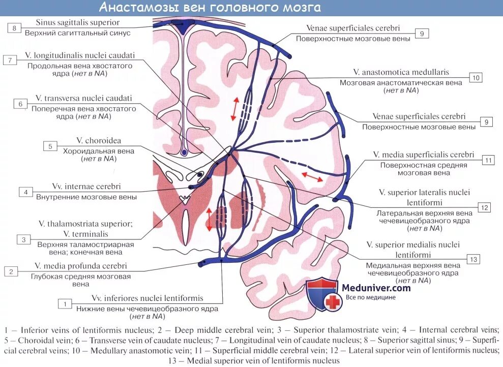 Отток головного мозга. Поверхностная мозговая Вена. Венозная система головного мозга схема. Поверхностная среднемозговая Вена. Венозный отток головного мозга анатомия.