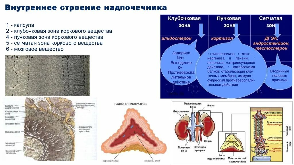 Строение коры надпочечников. Надпочечники топография строение гормоны. Надпочечники анатомия функции. Надпочечники гормон роста