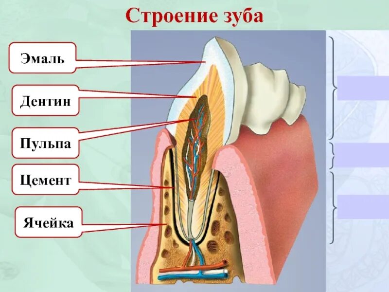 Строение зуба человека схема. Строение зубов человека и их функции. Строение зуба анатомия рисунок. Схема внутреннего строения зуба.