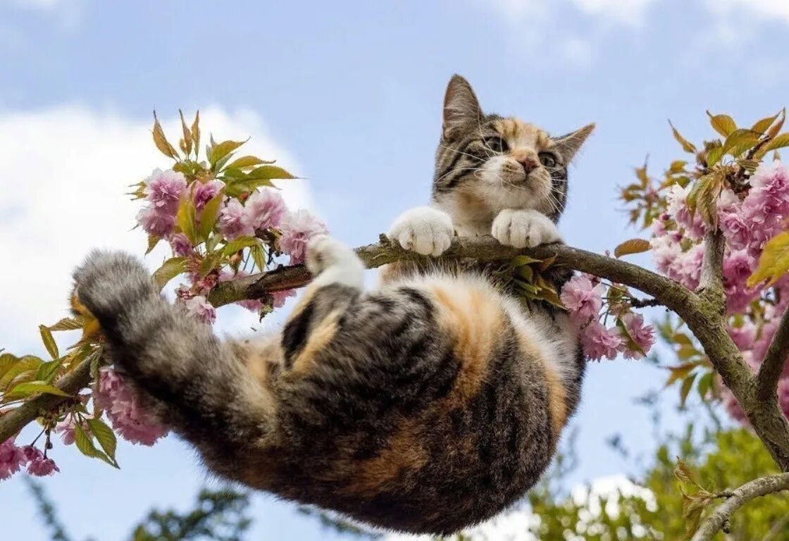 Коты весной. Кот радуется весне. Весенние котята. Март кошки картинки смешные