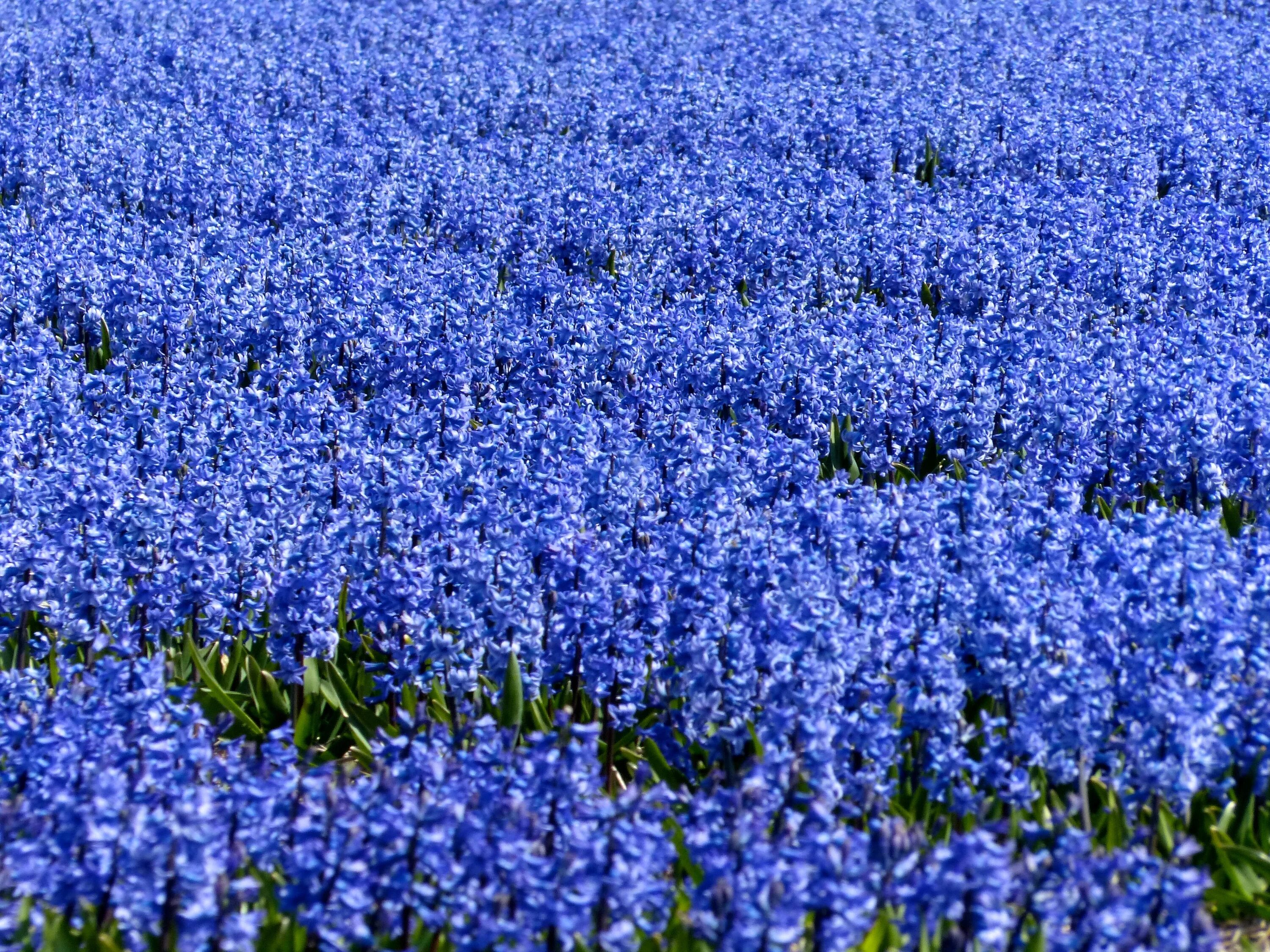 Где растет голубой цветок. Синие цветы в поле. Цветочное поле. Поле с синими цветами. Синий цветок растущий в полях.