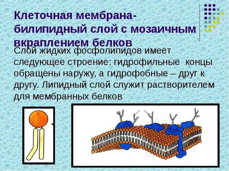 Мембрана клеток эукариот. Состав и строение наружной плазматической мембраны. В мембранах эукариот слой. Плазматическая мембрана эукариот строение. Цитоплазматическая мембрана строение и функции.