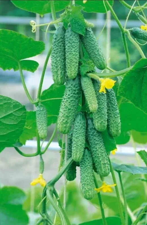 Огурцы f1 сорт низкорослых. Огурцов пучковые. Огурцов пучковые. Огурец пучковое великолепие f1. Огурец пучковое великолепие f1.