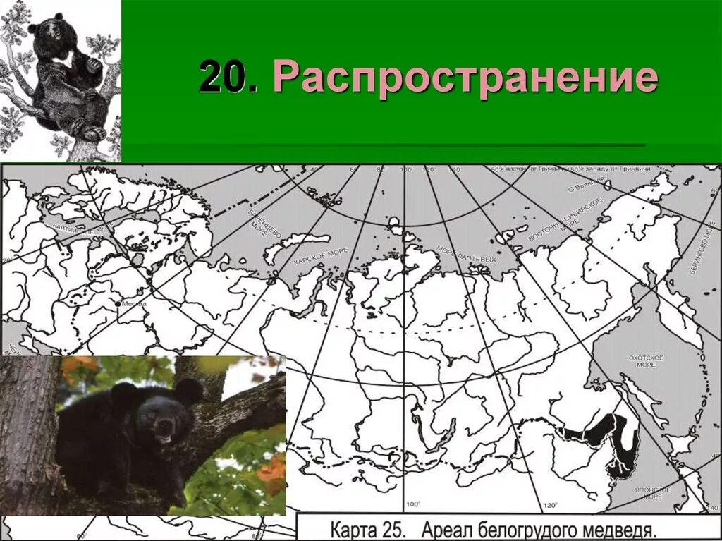 Ареал обитания медведей в России. Ареал обитания бурого медведя в России. Ареал распространения бурого медведя в России. Ареал обитания бурого медведя. Как можно объяснить ареал обитания белого медведя