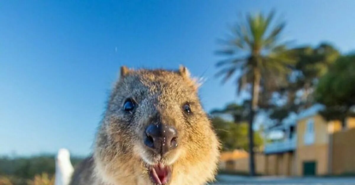 Квокка эндемики Австралии. Квокка и капибара. Маленькие кенгуру Квокка. Хан Квокка.