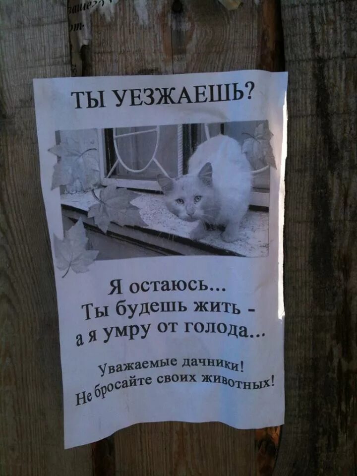 Кот голод