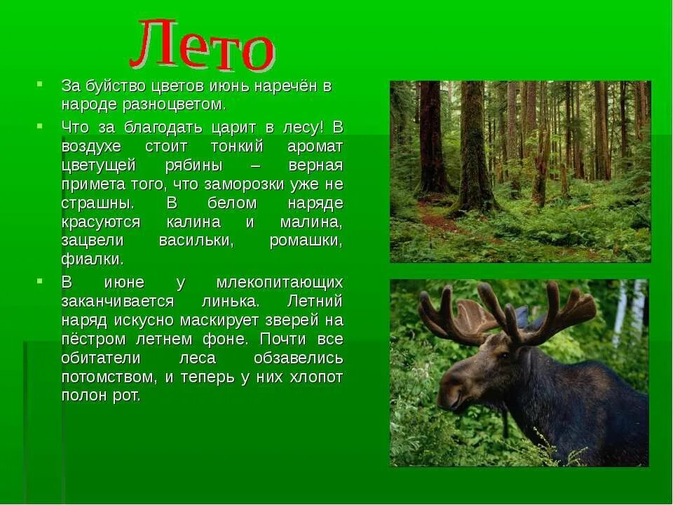 изменения в жизни животных лета. сезонные изменения животного медведя. изменения в жизни животных. изменения в жизни животных. животные летом изменения.