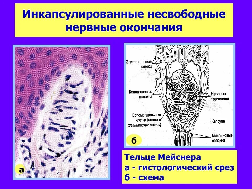 Тельца Мейснера гистология препарат. Свободные нервные окончания в эпителии кожи препарат. Несвободные неинкапсулированные нервные окончания. Неинкапсулированные нервные окончания функции.