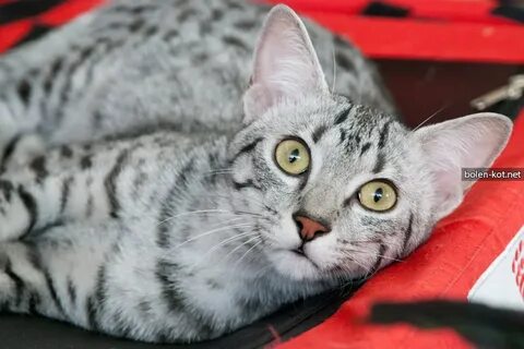 Египетская мау котенок