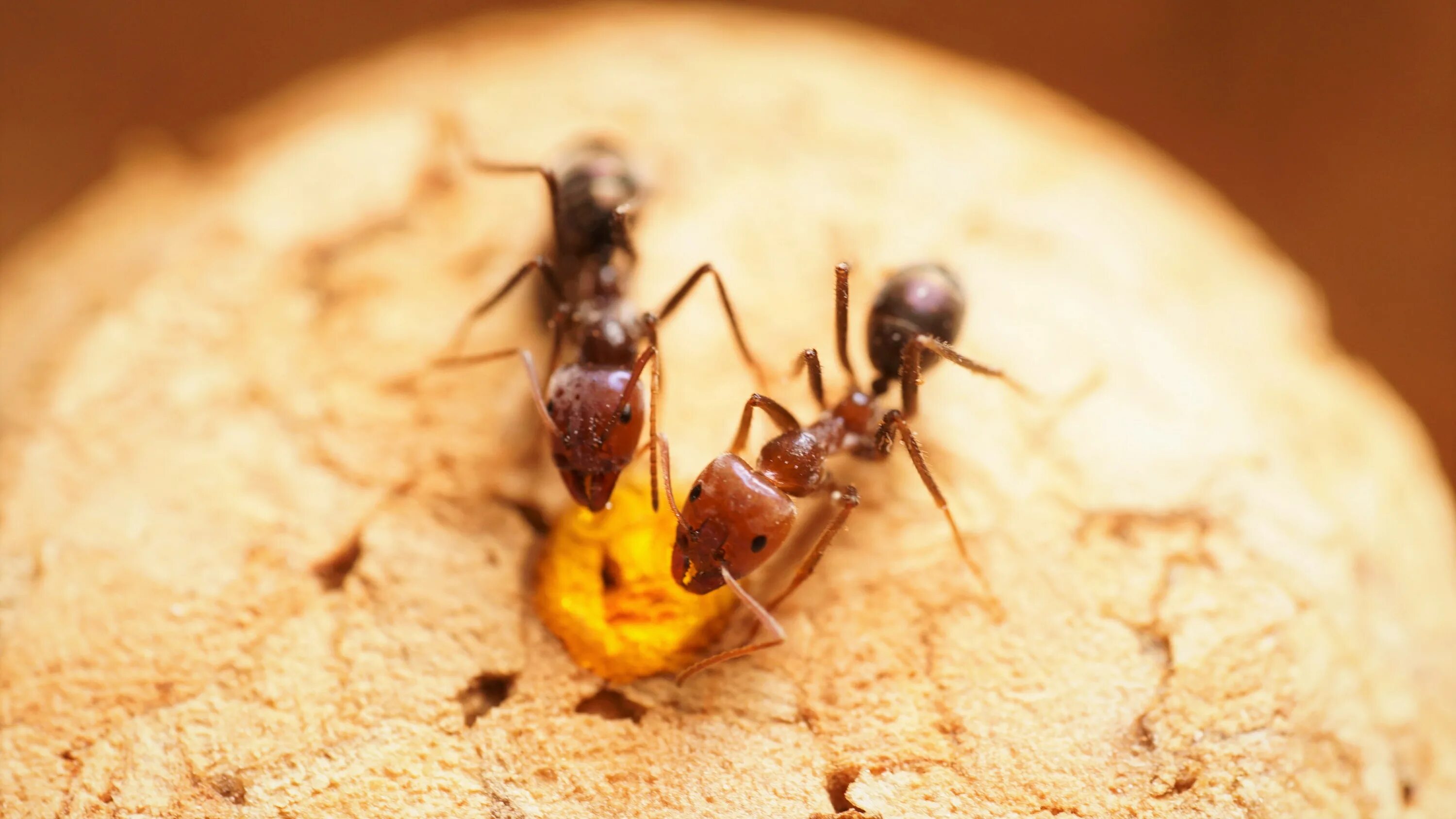 Сонник муравьи много. Муравьи Iridomyrmex. Iridomyrmex purpureus. Жёлтый пахучий муравей. Iridomyrmex anceps муравьи.