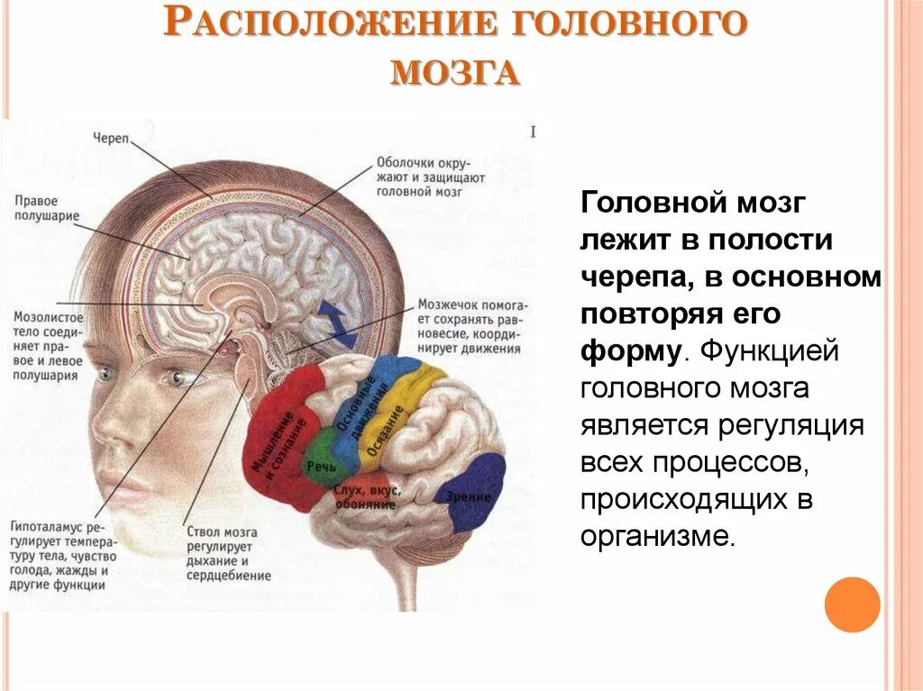 Расположение головного мозга. Расположение мозга в черепной коробке. Размещение головного мозга в черепной коробке. Расположение головного мозга в черепе. В полости черепа расположен